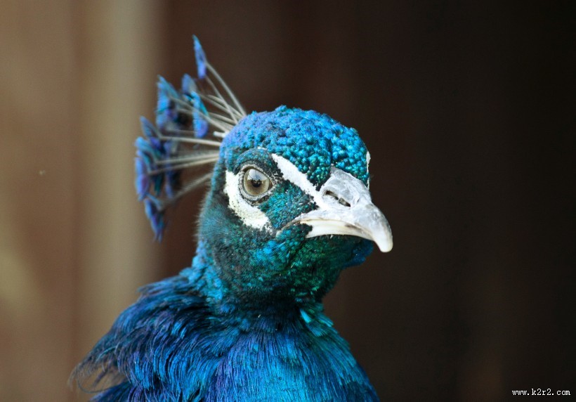 美丽的孔雀图片大全