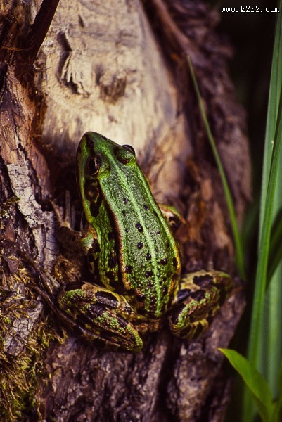 剧毒的蟾蜍图片