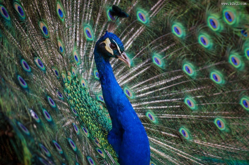 开屏的孔雀图片大全