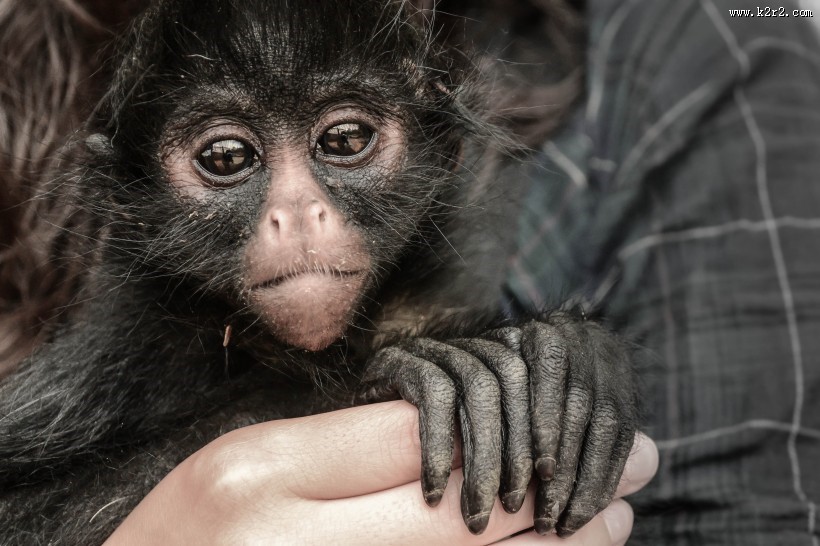 呆萌的猴子图片