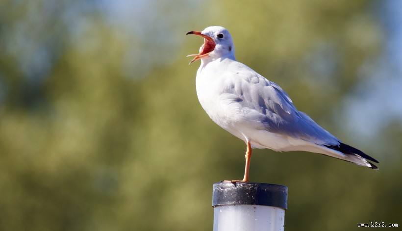 可爱的海鸥图片
