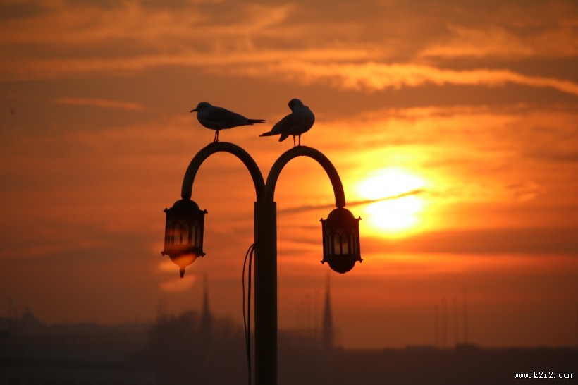 可爱的海鸥图片