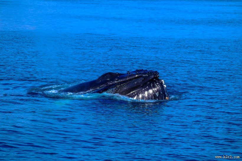 浮出水面的鲸鱼图片大全