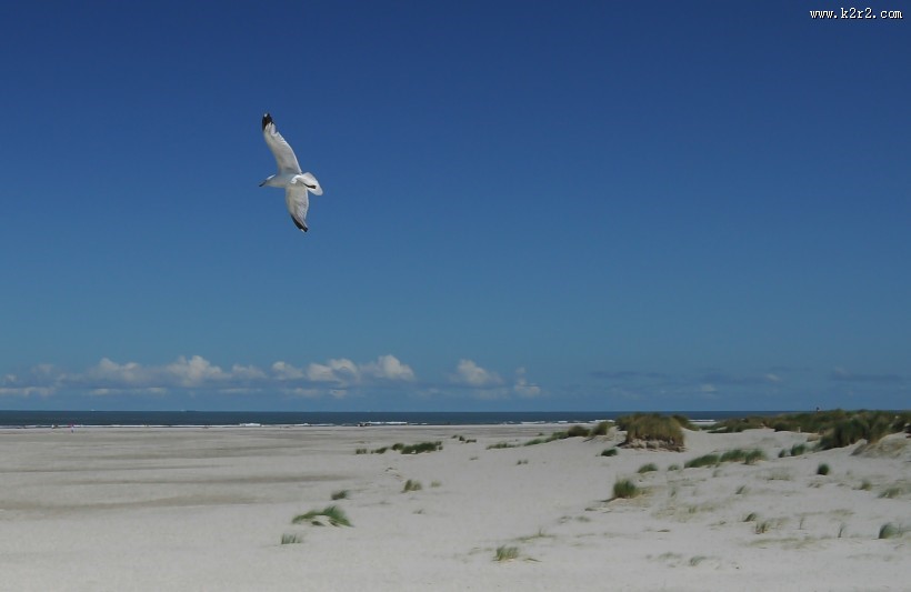 飞翔的海鸥图片大全