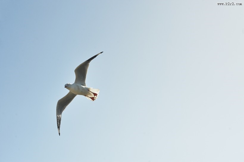 飞翔的海鸥图片大全
