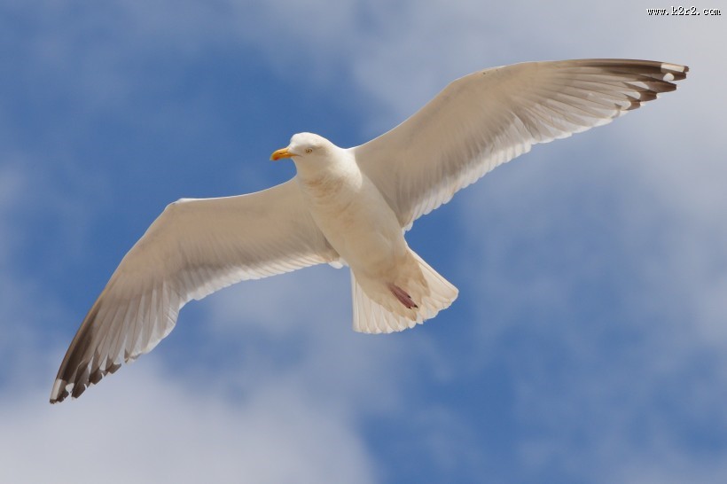 飞翔的海鸥图片大全