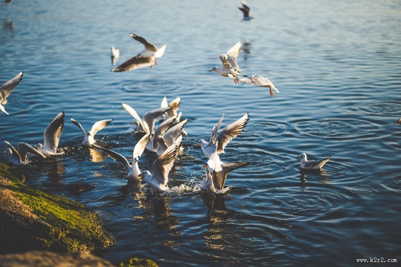 美丽的鹈鹕图片