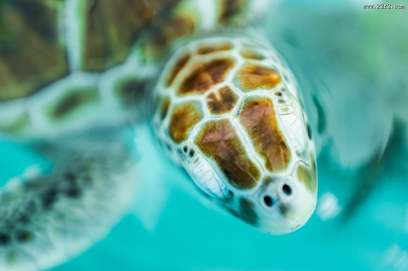遨游的海龟图片