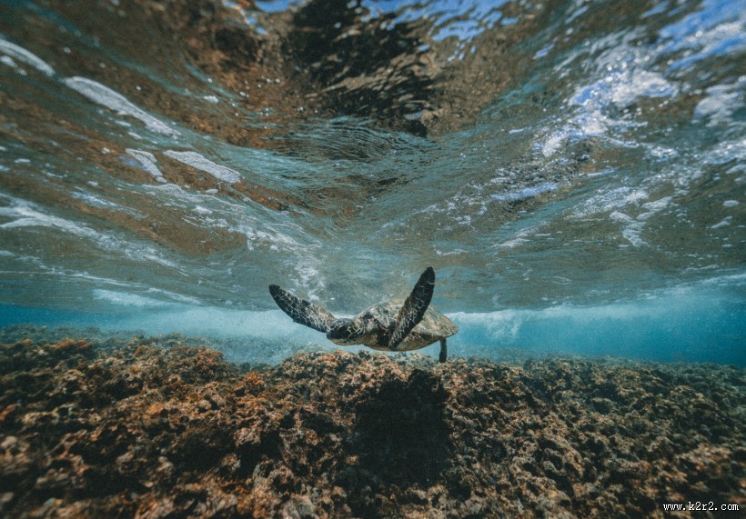 遨游的海龟图片