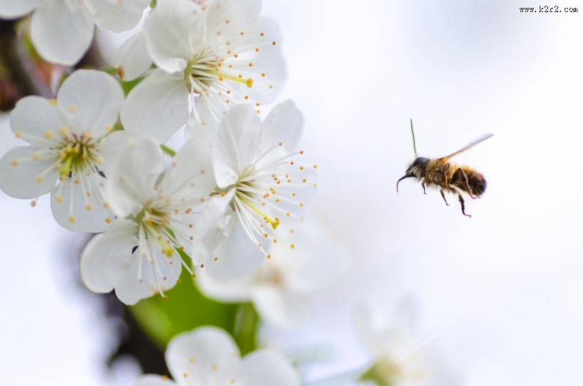 采花粉的蜜蜂图片
