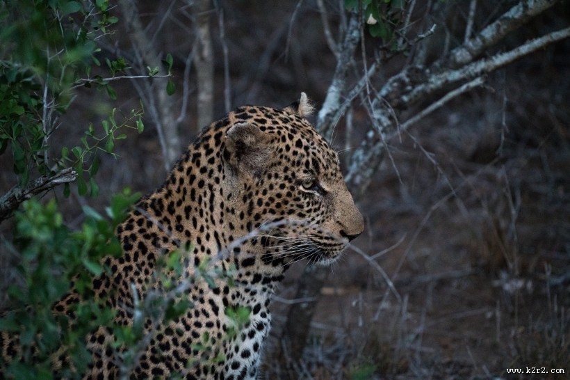 丛林中的豹子图片