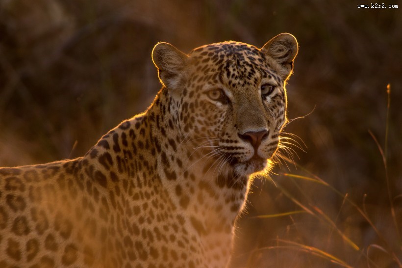 丛林中的豹子图片