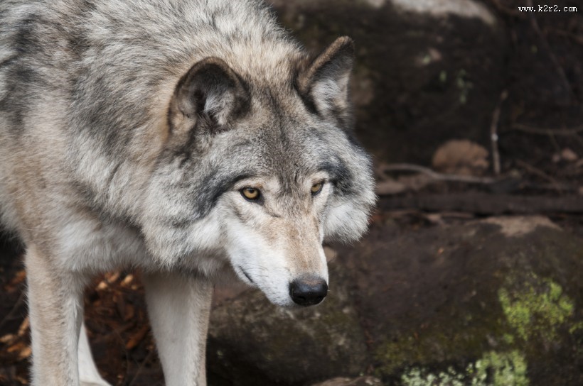 凶残的狼图片大全