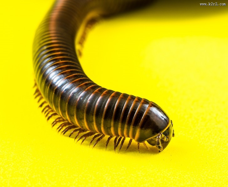 可怕的蜈蚣图片