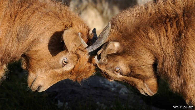 温驯可爱的山羊图片大全