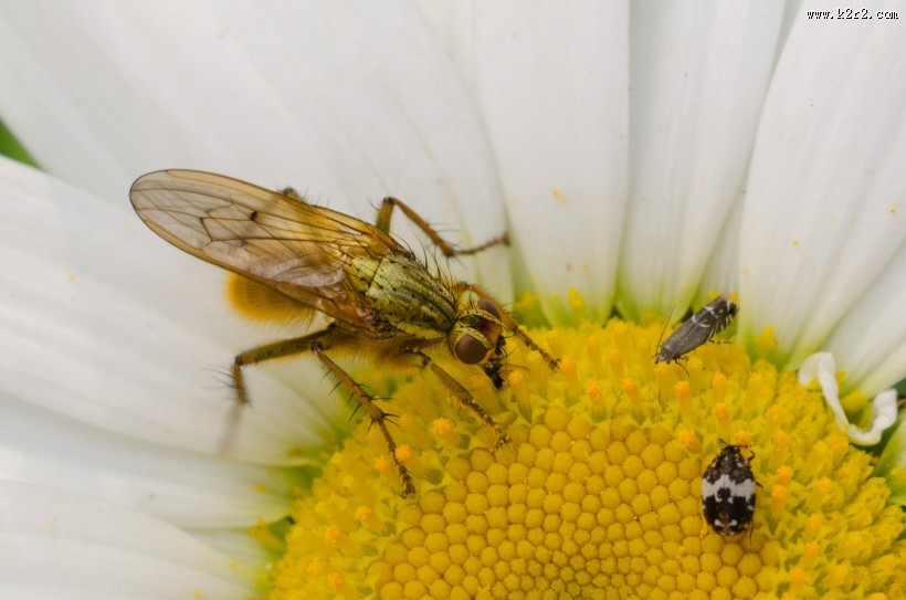 毒性强大的黄蜂图片