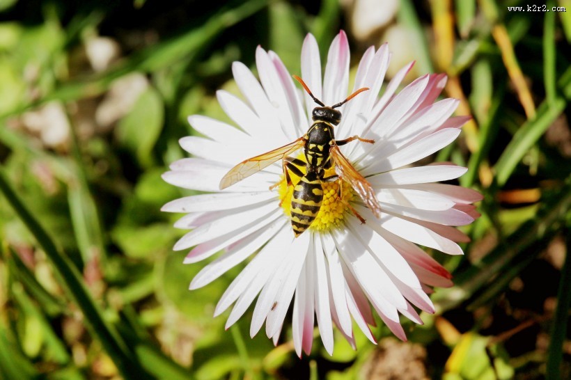 毒性强大的黄蜂图片