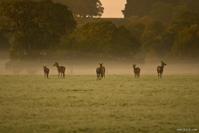 丛林中的梅花鹿图片大全