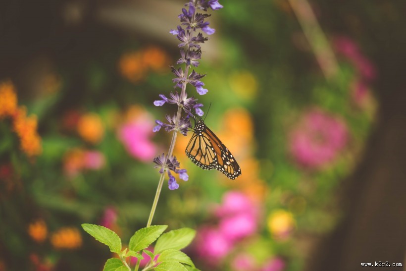 枝头的蝴蝶图片大全