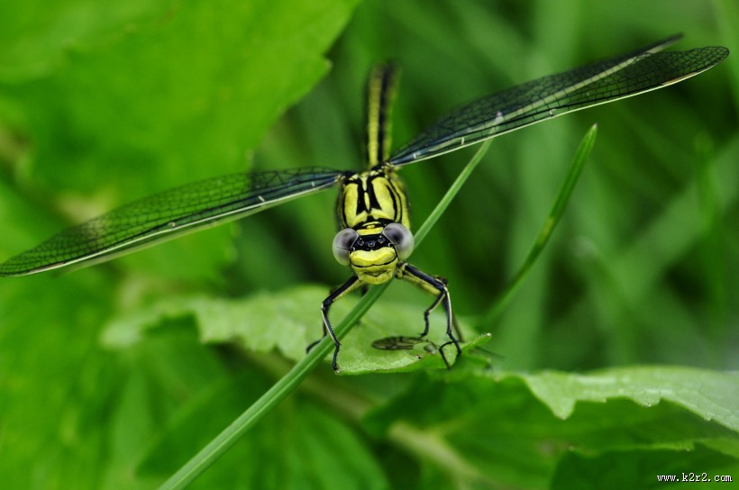 各种各样的蜻蜓图片