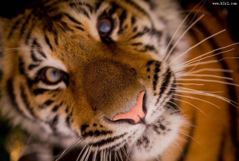 强壮的老虎图片