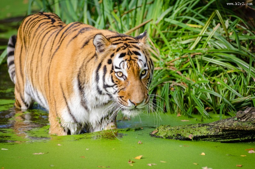 强壮的老虎图片