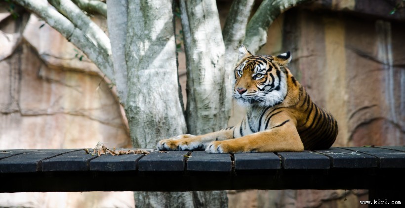强壮的老虎图片
