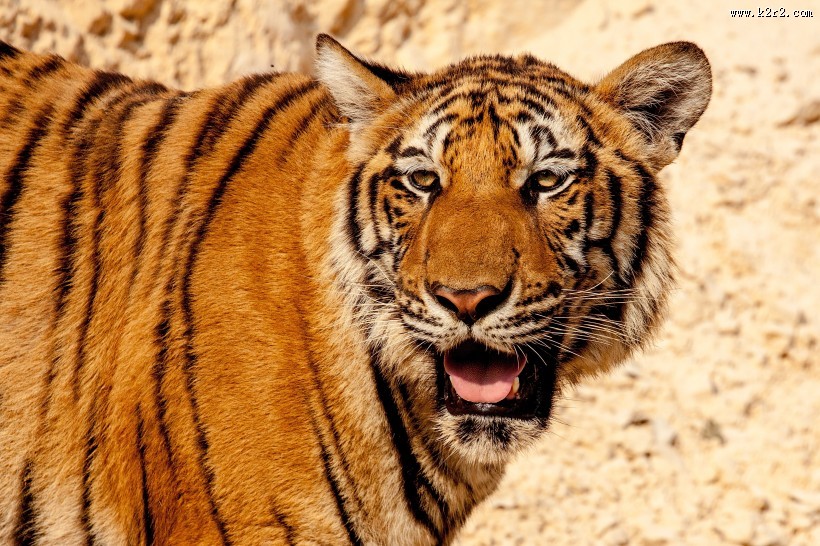 强壮的老虎图片