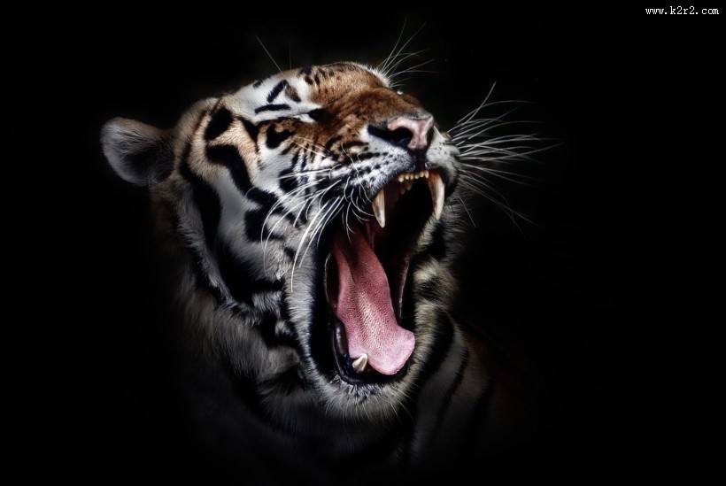 强壮的老虎图片