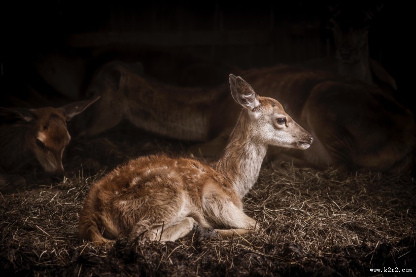 丛林中的梅花鹿图片