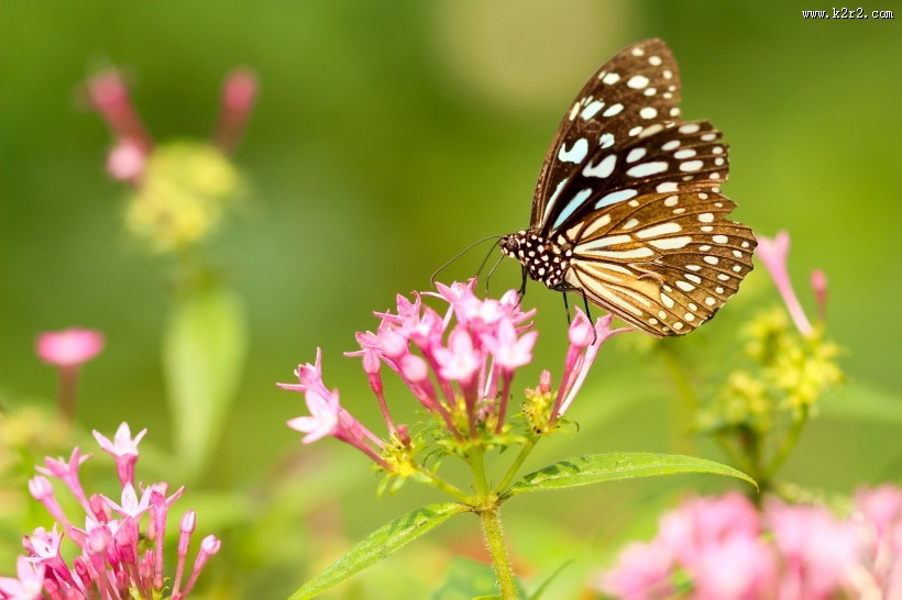 枝头的蝴蝶图片