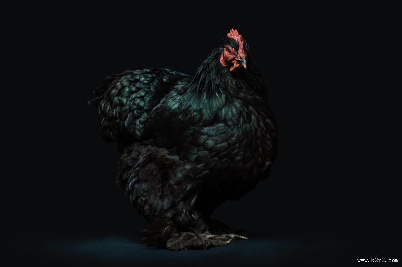 不同品种的公鸡图片大全