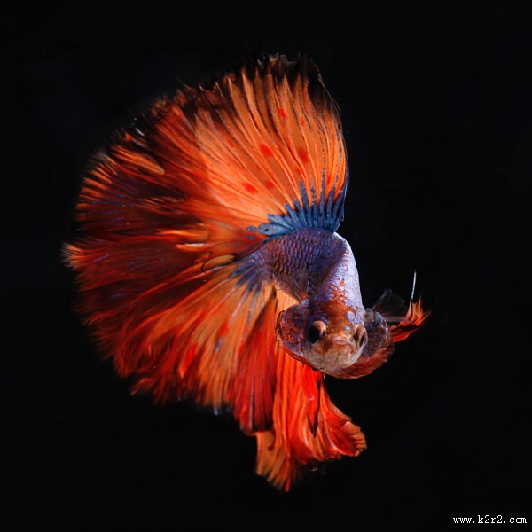 不同种类的鱼图片