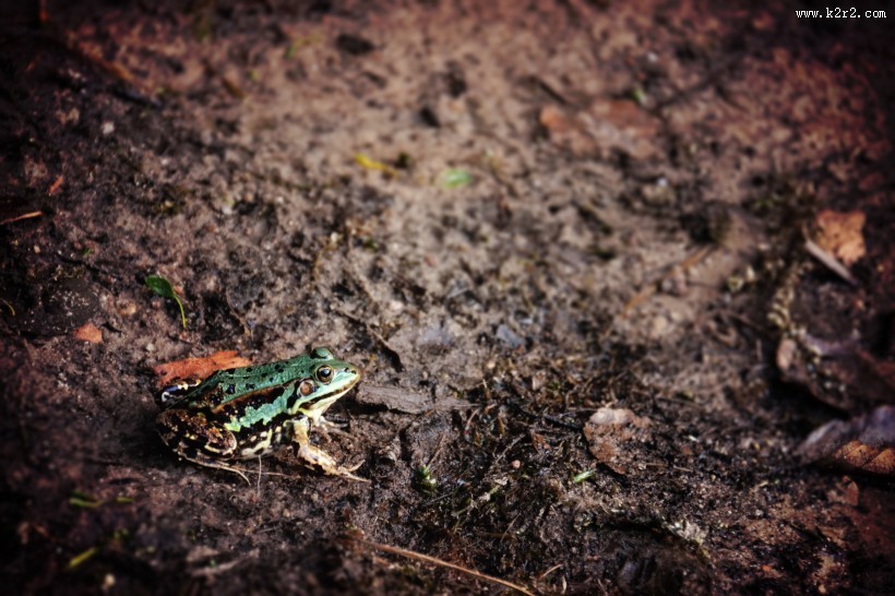 形态各异的青蛙图片大全