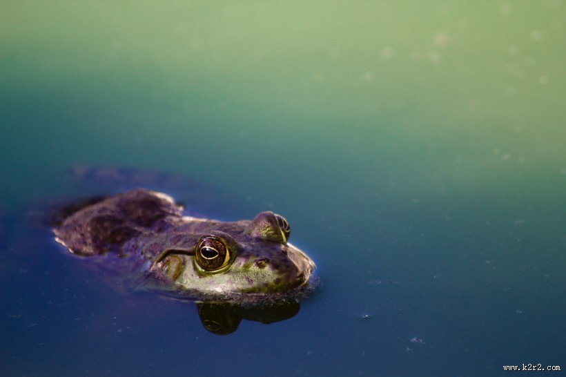 形态各异的青蛙图片大全
