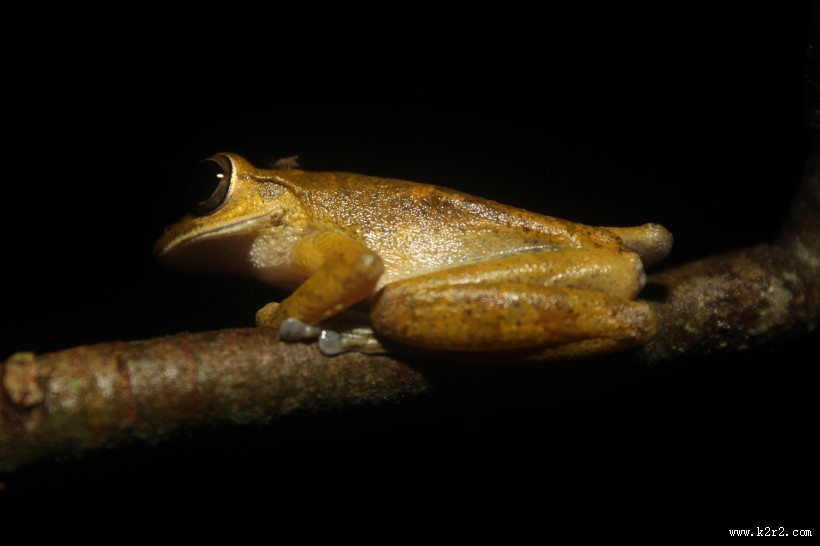 形态各异的青蛙图片大全