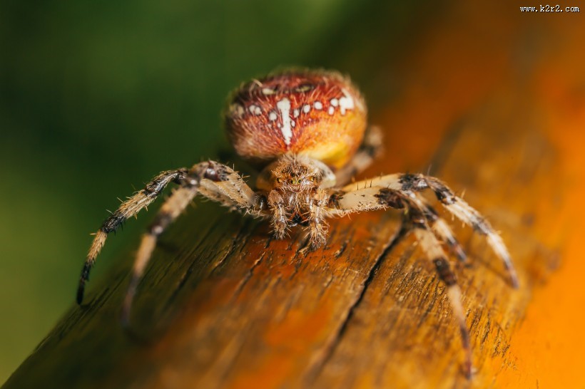 形态各异的蜘蛛图片大全