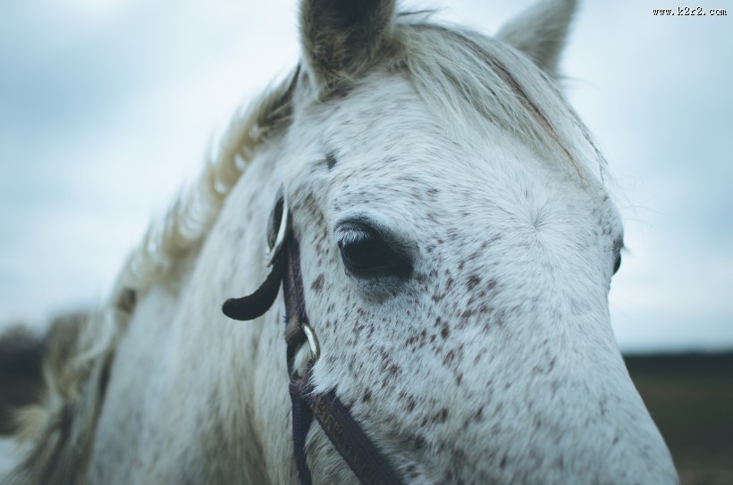 神奇的动物眼睛图片