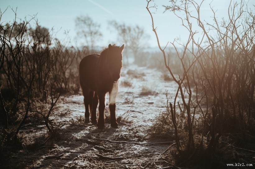 奔驰的骏马图片大全