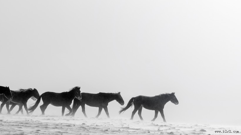 奔驰的骏马图片大全