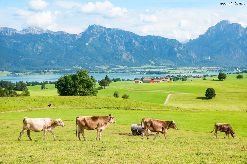 牧场里的奶牛图片大全