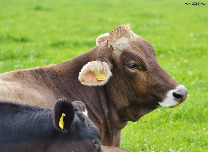 牧场里的奶牛图片大全