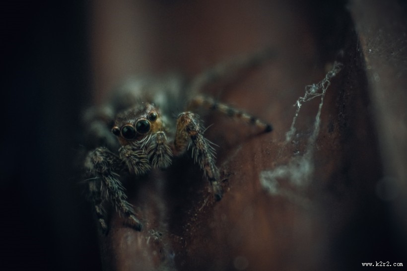 剧毒的狼蛛图片 蜘蛛图片