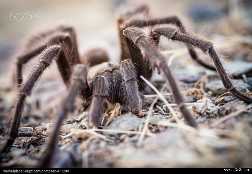 剧毒的狼蛛图片 蜘蛛图片