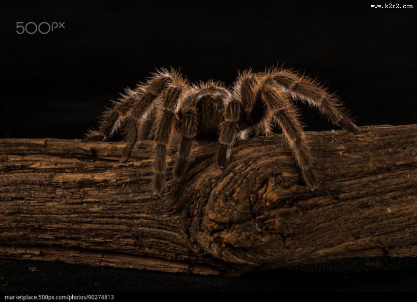剧毒的狼蛛图片 蜘蛛图片