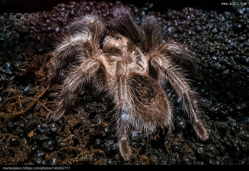 剧毒的狼蛛图片 蜘蛛图片