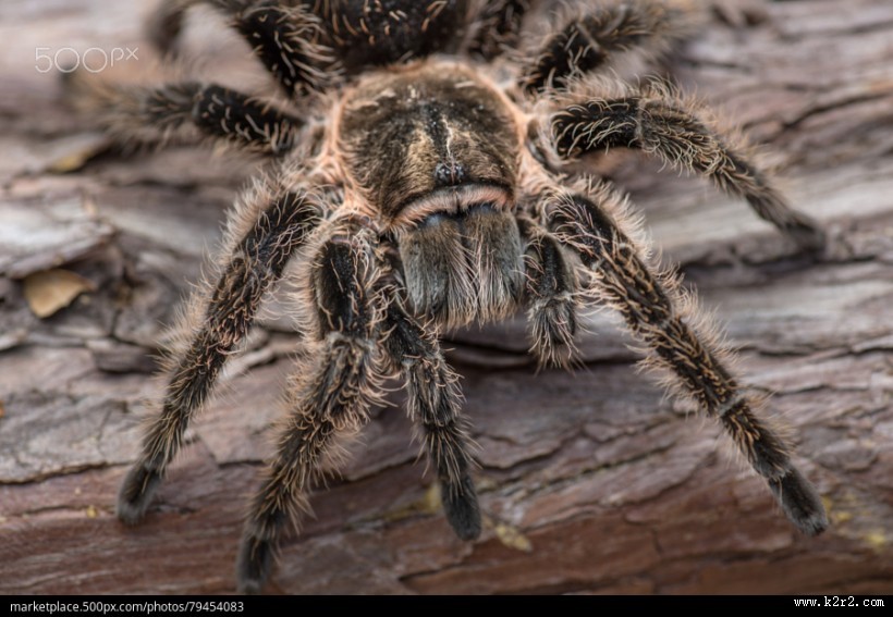 剧毒的狼蛛图片 蜘蛛图片