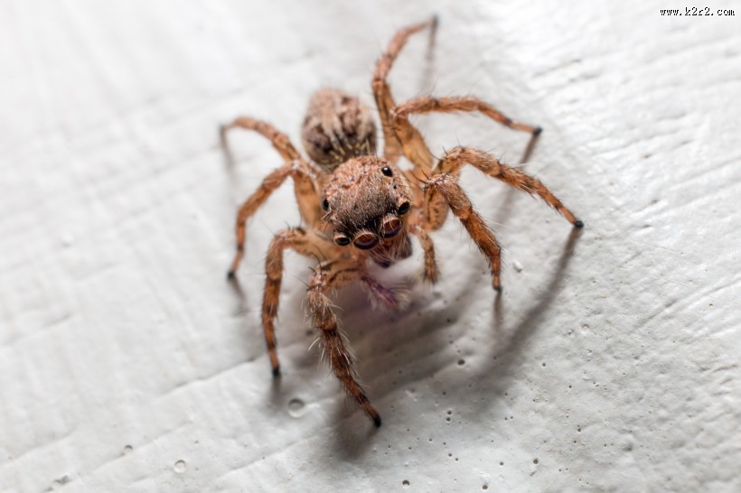 姿态各异的蜘蛛图片