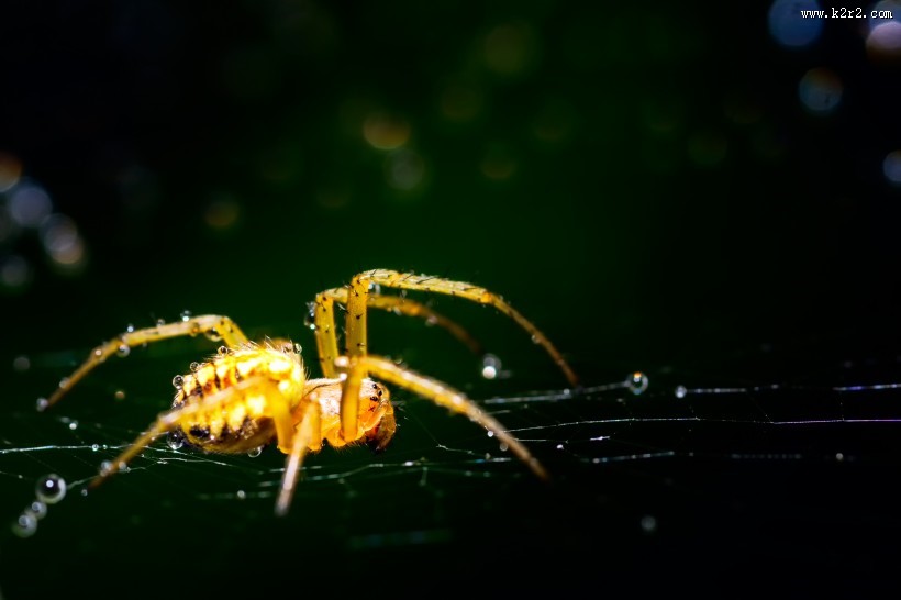 姿态各异的蜘蛛图片