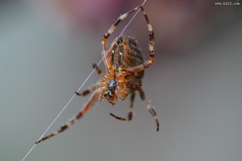 姿态各异的蜘蛛图片